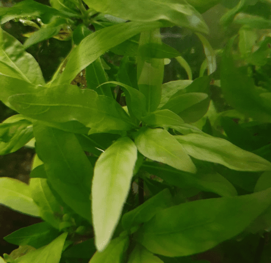 Dwarf Nomaphila Siamensis Live Aquarium Plant Bundle – Freshwater Aquatic Stem Plant for Fish Tanks & Aquascaping