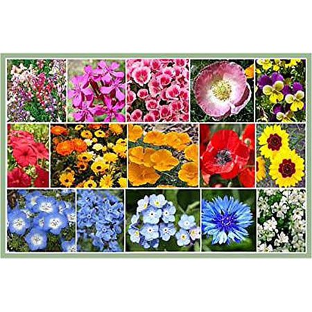 Marde Ross & Company Premium Low Growing Mix of Wildflowers