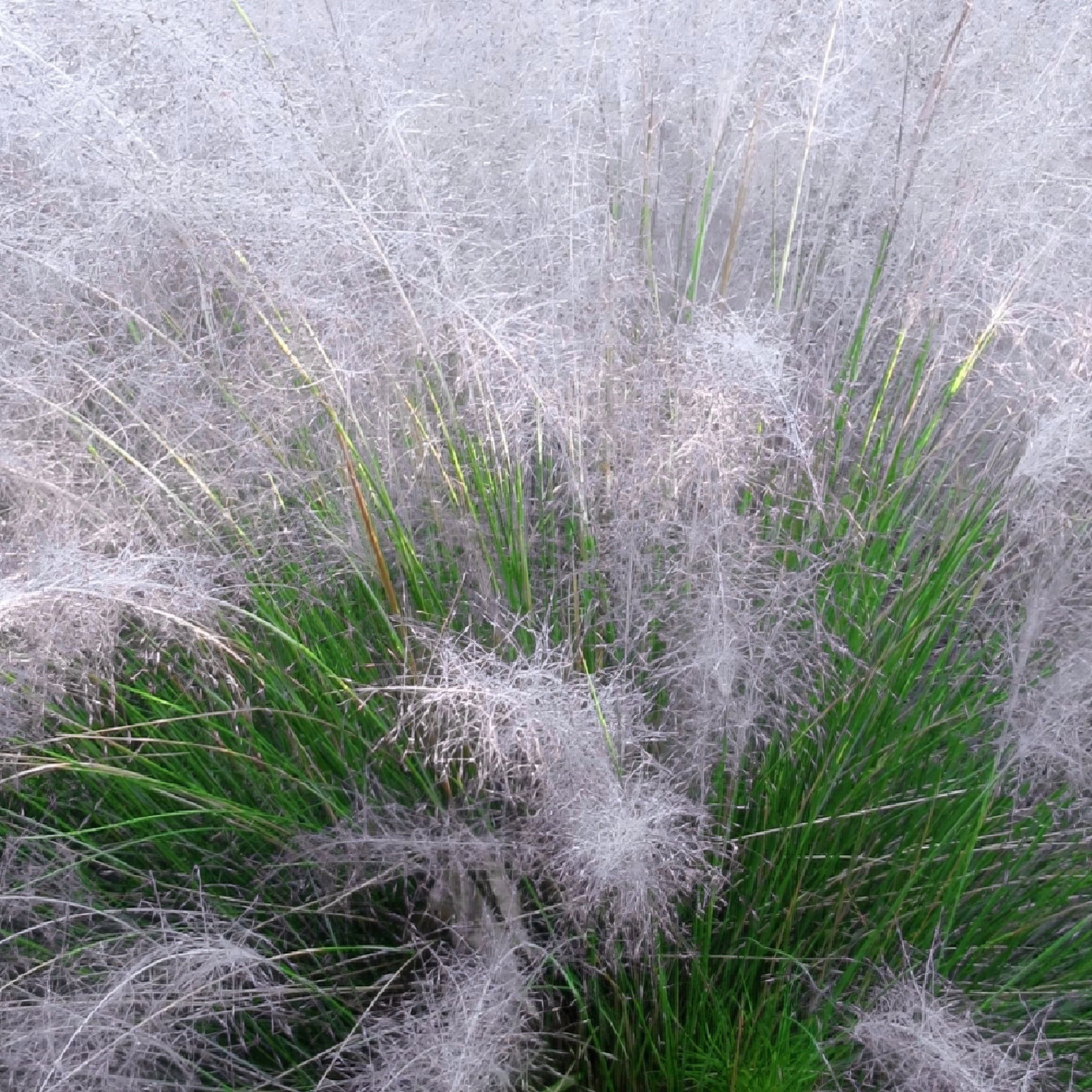 National Plant Network 3 gal. White Cloud Muhly Grass Plant