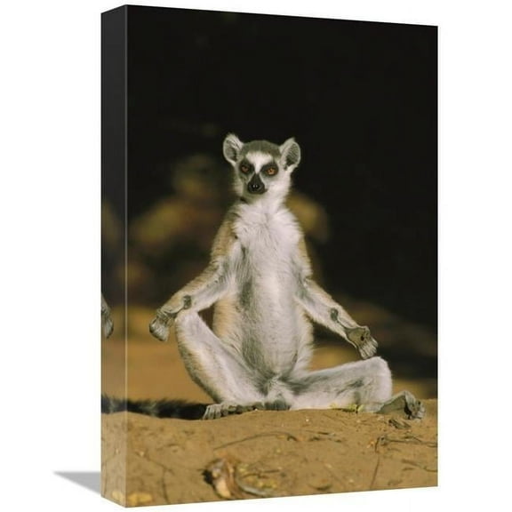 12 x 18 in. Ring-Tailed Lemur Sunning, Madagascar Art Print - Konrad Wothe
