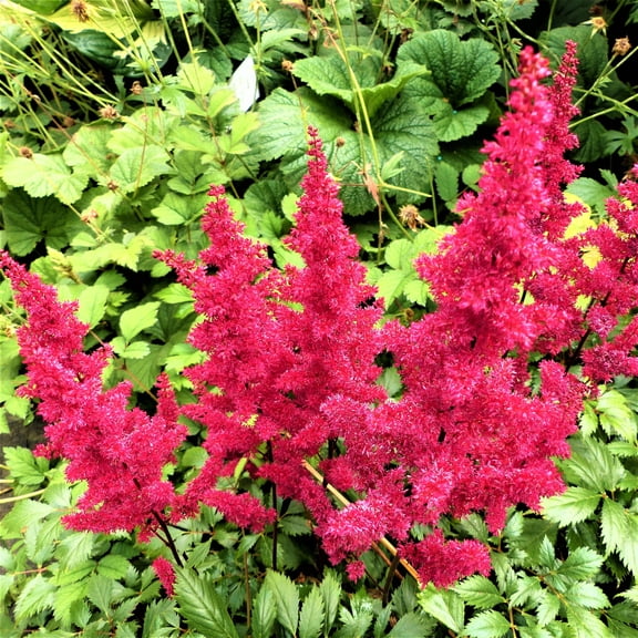 Easy to Grow Astilbe Younique Carmine 1 Plant Root, Pink Flowers Summer Shade