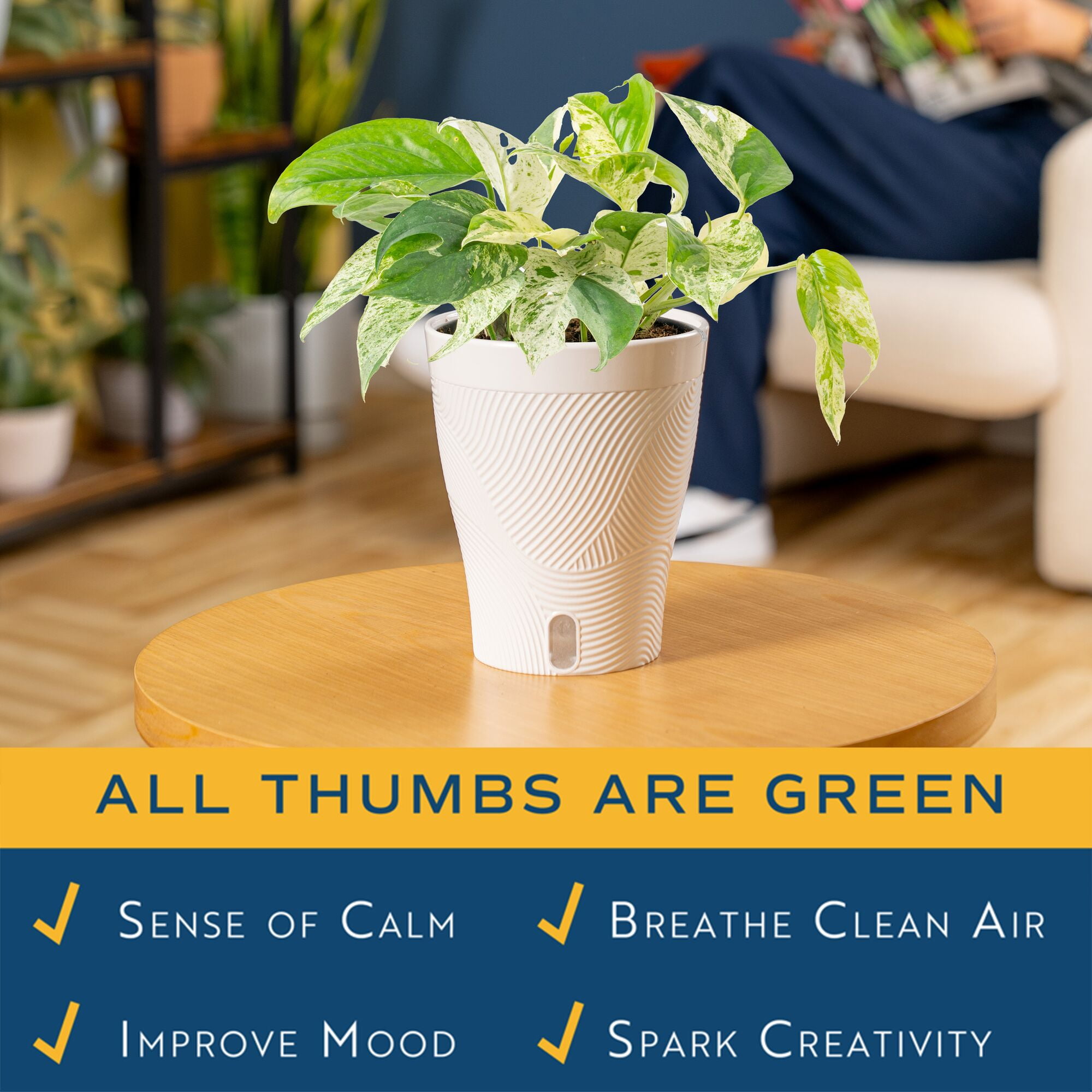 Costa Farms 12" Epipremnum Pinnatum Marble Live House Plants in 5" Self-Watering Pot