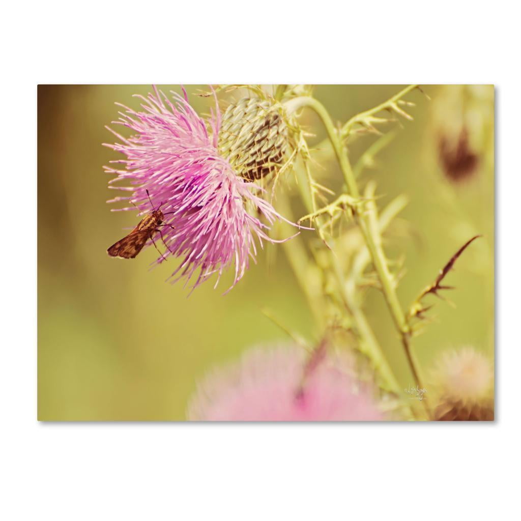 Trademark Fine Art "Skipper On Pink Thistle" Canvas Art by Lois Bryan