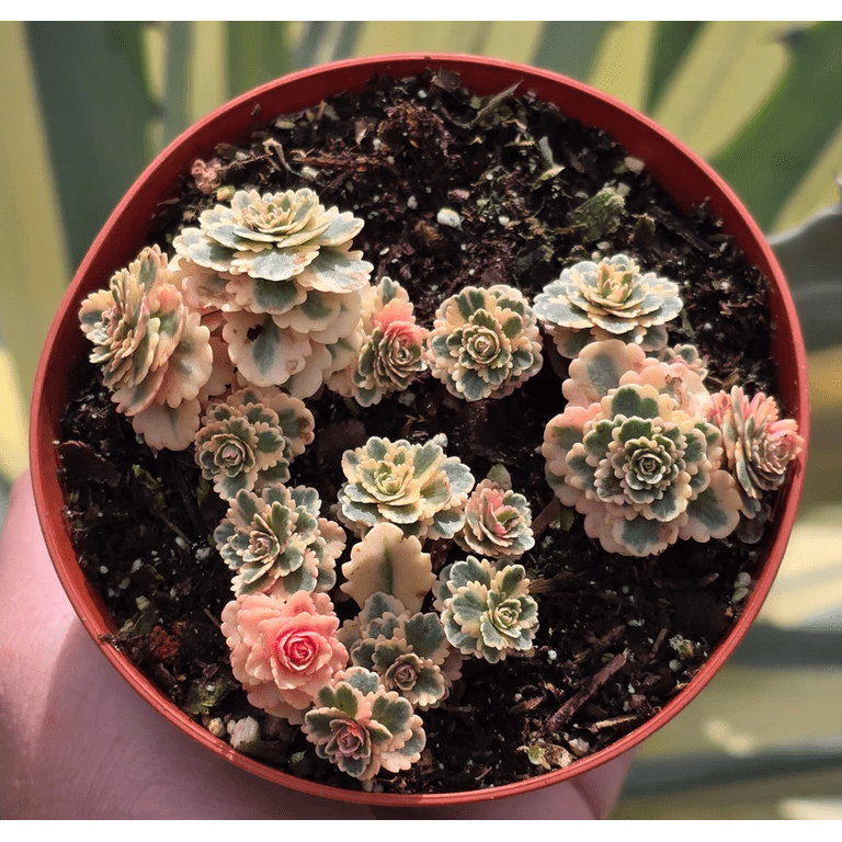 Sedum Takesimense Atlantis Variegated Succulent Live Plant 2 Inch for  Indoor Outdoor Home Office Garden Decor - Walmart.com