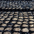 thumbnail image 3 of Sonbest Plant Nursery Plant Pots Garden Nursery Pots Round Flower Seedlings Sowing Growing Pot Home Garden Planter 100pcs, 3 of 6