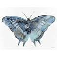 thumbnail image 2 of Stellar Design Studio 32x25 White Modern Wood Framed Museum Art Print Titled - Blue Butterfly, 2 of 4