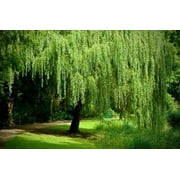 One (1) Golden Weeping Willow Tree - Ready to Plant - Beautiful Arching Canopy