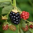 thumbnail image 6 of PLANT NOOK Triple Crown Thornless BlackBerry (Rubus) Live Plant Starter Plug 2-Pack | Large Sweet Berries, Heavy Yields | Semi-Erect Bramble for Trellis, Patio Pots & Garden Rows, 6 of 6