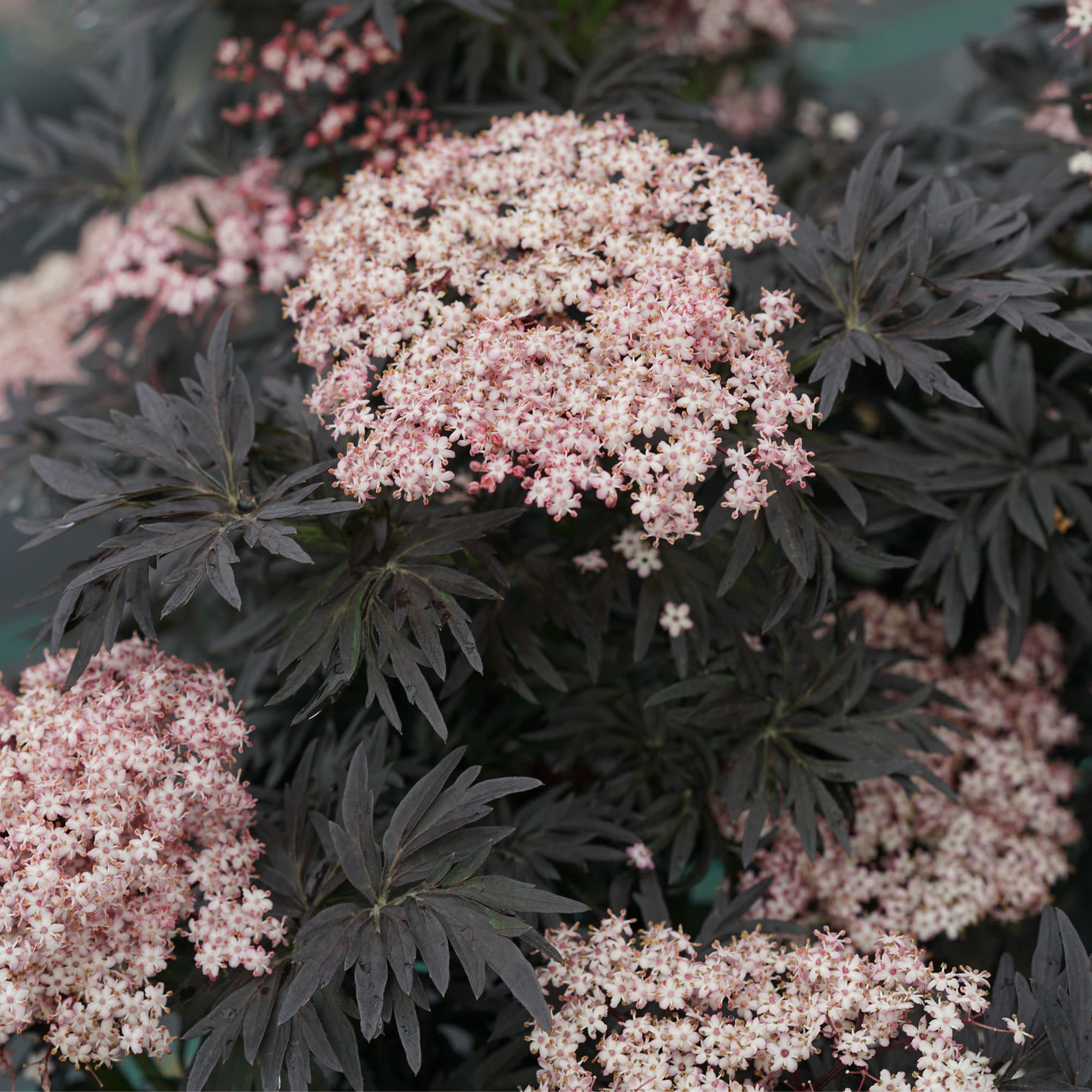 Proven Winners ColorChoice 5" Black Laced Up Elderberry Live Plant in 4.5" Pot (4 Count)