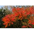 Flameleaf Sumac Tree Seeds 30 Seeds for Planting Prized for Vibrant