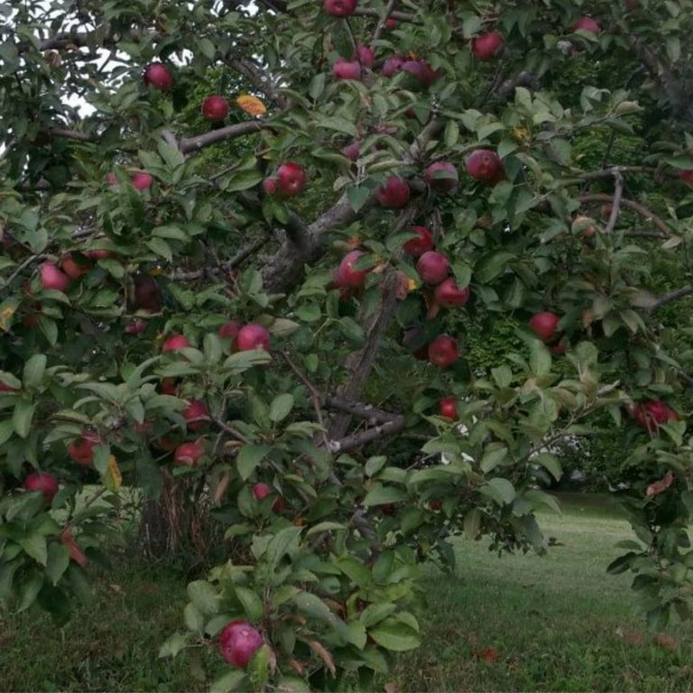 Expert Gardener 3-4 ft tall Arkansas Black Apple Live Tree in 7