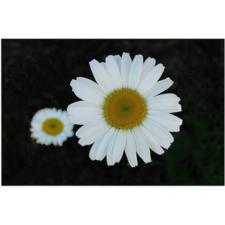 Trademark Art "Daisies on Black" Canvas Art by Kurt Shaffer