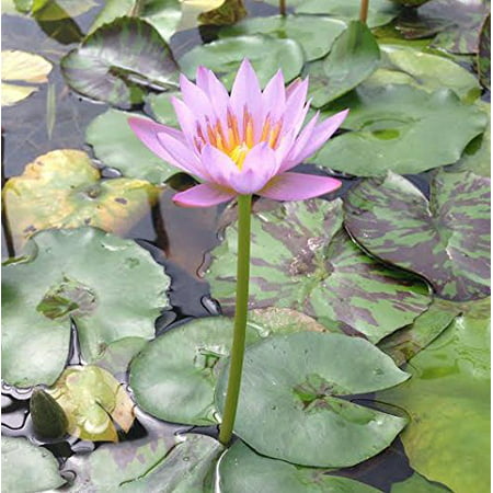 Pink Tropical Water Lily - Water Garden Live Pond