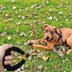 thumbnail image 3 of Correa larga para adiestramiento de perros, correa de nailon reflectante, cordón de seguridad para pasear y acampar, 3 of 5