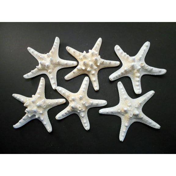 Set of 6 White Knobby Starfish for Beach Wedding Crafts and Decor 4-6" (100-150 mm) Nautical Coastal Beach Cottage Decor
