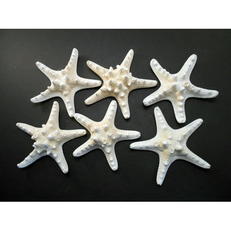 Decorating Cottages Set of 6 White Knobby Starfish for Beach Wedding Crafts and Decor 4-6