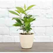 Live Red Ardisia Plant - 4" Biodegradable Pot - Natural