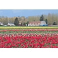 thumbnail image 2 of Styber, Dana 32x23 Gold Ornate Wood Framed with Double Matting Museum Art Print Titled - Red Tulip Farm, 2 of 4