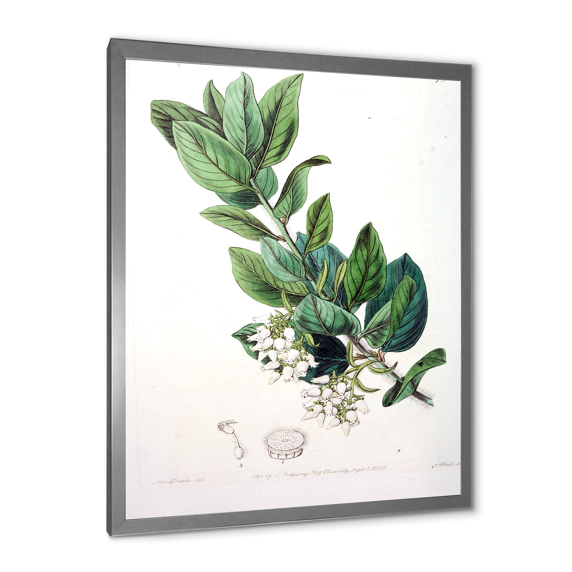 Designart 'Ancient Botanicals XX' Traditional Framed Art Print