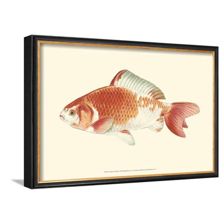 Common Goldfish Framed Art Print Wall Art  By S. Matsubara - 20x14