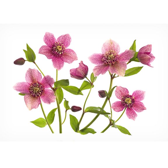 Canvas Wall Art - Jacky Parker 'Helleborus X Hybridus Tutu' Wall Art for Living Room, Bedroom, or Office Décor by Trademark Fine Art - 19 x 12 Inches