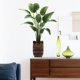 thumbnail image 4 of Green Potted Plant Window Cling Stickers, Removable Decorative Film for Glass and Tile, Privacy Window Covering, Home Office Decor, Easy Peel and Stick Wall Art, Faux Greenery Simulation Wall Sticker, 4 of 6