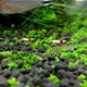 thumbnail image 4 of Grandes hojas finas Adorno de acuario Semillas de plantas Pecera Paisaje Decoración Agua Semillas de hierba Fácil de cultivar, 4 of 5