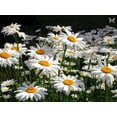 thumbnail image 5 of TomorrowSeeds - Shasta Daisy Seeds - 2000+ Count - For 2026 Planting Classic Snow White, 5 of 9