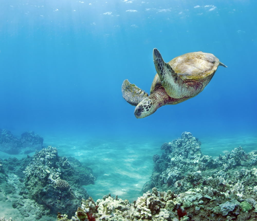 Hawaii Green Sea Turtle Chelonia Mydas An Endangered Species 