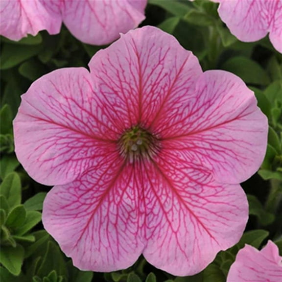 Daddy Series Petunia Pink Seed ~25 Seeds– Pelleted – Petunia x hybrida – Non-GMO, Annual Flower – 3–4" Veined Blooms in Blue, Pink, Orchid, Red, More – Compact 12–15" Plants for Garden