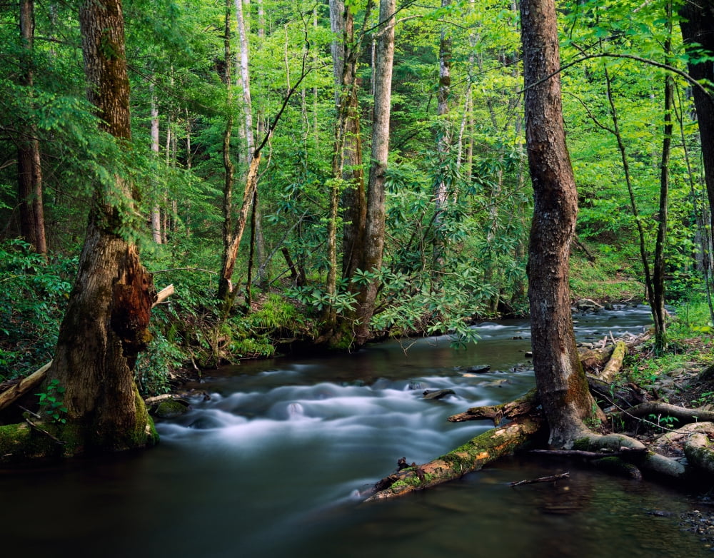 Rushing Stream Thro