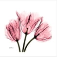 thumbnail image 2 of Art.com Soft Pink Tulips Stretched Canvas Print Wall Art by Albert Koetsier, 30" x 30", 2 of 4
