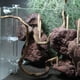 thumbnail image 5 of Alimentador de para , tubo de comida para camarones con abrazadera y de alimentación, comederos para y mascotas acuática Gloria Tubo de alimentación para camarones de acuario, 5 of 9