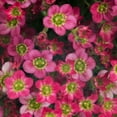 thumbnail image 3 of Better Homes & Gardens 2.5 Quart Multicolor Saxifraga Perennial Outdoor Live Plants Partial Sun, 3 of 4