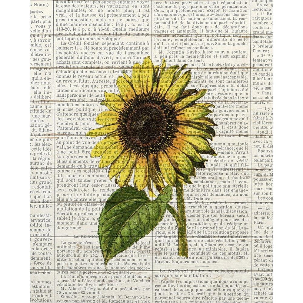 Bailey, Ann 20x24 White Modern Wood Framed Museum Art Print Titled -  Sunflower Print 2 