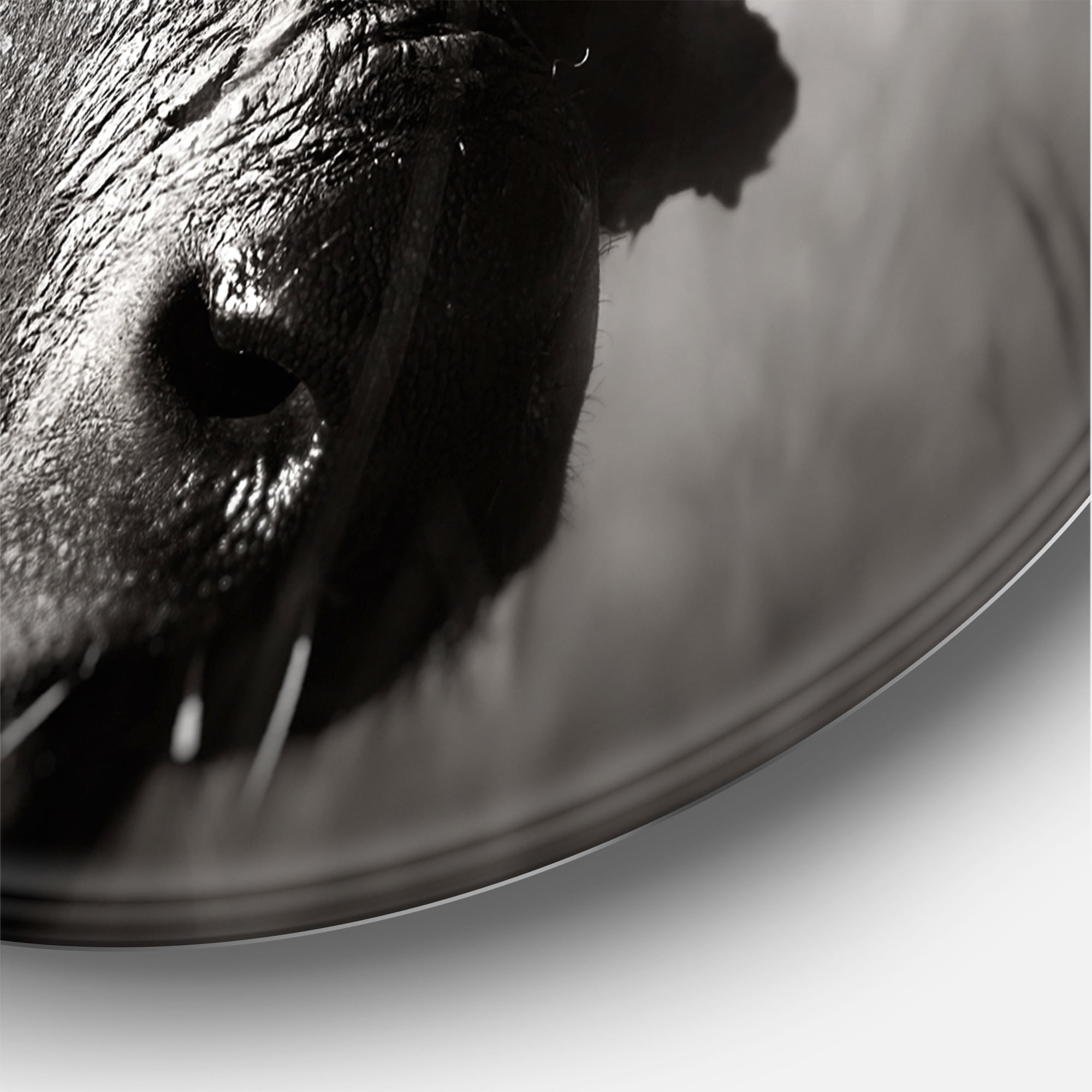 Designart 'Black and White Portrait Of Buffalo II' Farmhouse Circle Metal Wall Art 36x36 - Disc of 36