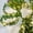 5M 50LED, variant on Artificial Vine Fairy String Lights Battery Operate Green Leaf Plants Hanging Light Fake Leaves Vine Lights for Home Kitchen Indoor Holiday Festival Wedding Party