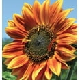 thumbnail image 5 of Autumn Beauty Sunflower Seeds - 150+ Heirloom Non-GMO Seeds | Easy to Grow Vibrant Fall Blooms, Perfect for Pollinator Gardens & Cut Flowers | (Isla's Garden Seeds), 5 of 7