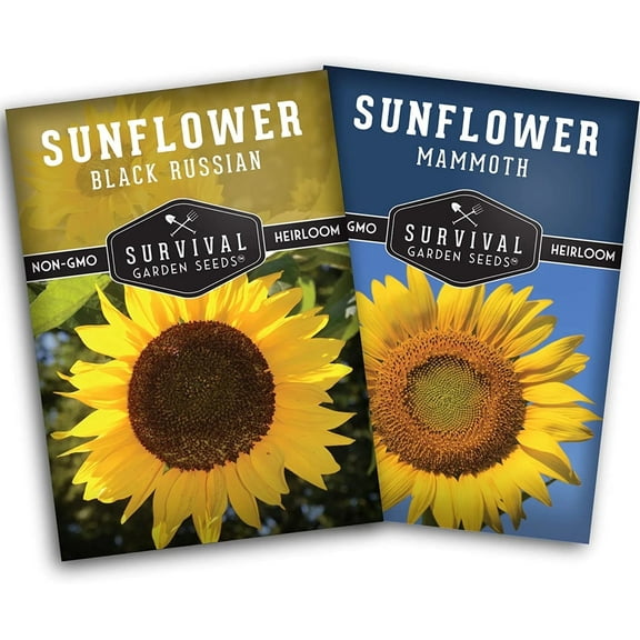 Sunflower Seeds 2 Variety Pack to Plant - Mammoth, Black Russian - Heirloom Full Sun Annual Flowers