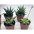thumbnail image 6 of Haworthia Variety Assortment, 6 Different Haworthia Plants, in 2 inch pots, Super Cute, Best Gift, Plant Collection Set, Variety Bundle, 6 of 8