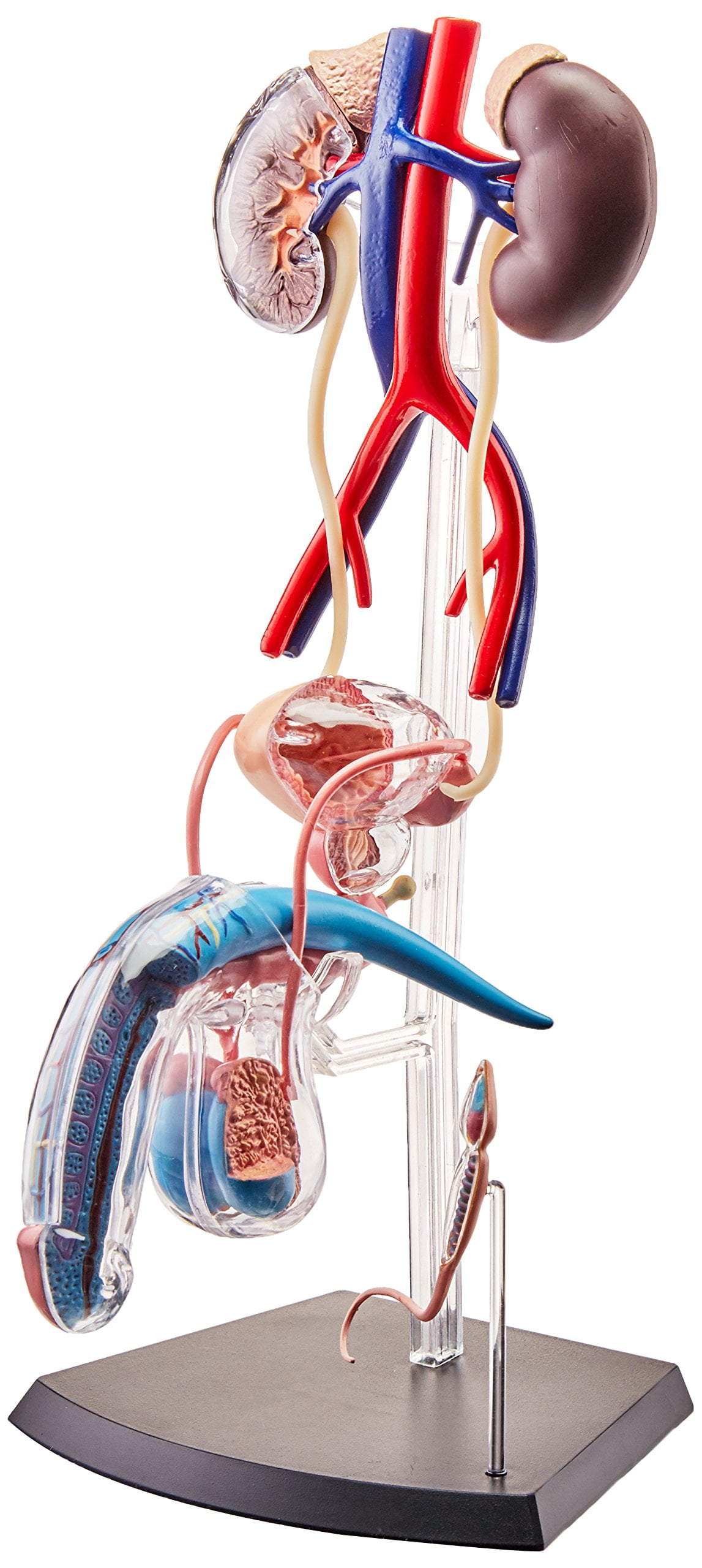 4D  HUMAN シリーズ Famemaster 4D-Vision Human Male Reproductive Anatomy Model - Body