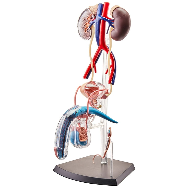 4D  HUMAN シリーズ Amazon.com: 4D Vision Deluxe Human Anatomy Torso Model : Toys & Games