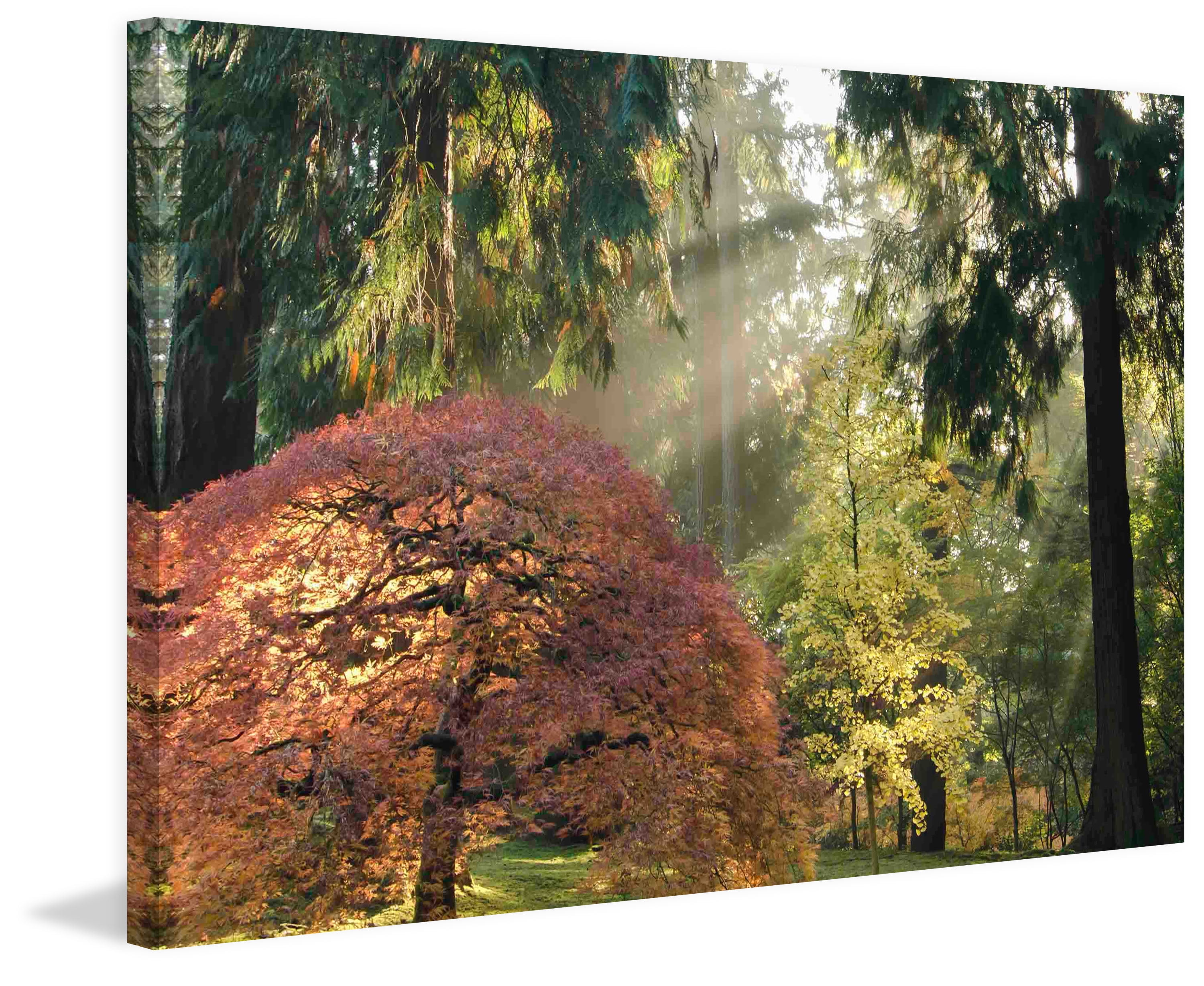 "Bathed in Morning Light" Painting Print on Wrapped Canvas