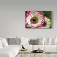 thumbnail image 3 of Trademark Fine Art 'Pink And White' Canvas Art by Gordon Semmens, 3 of 3