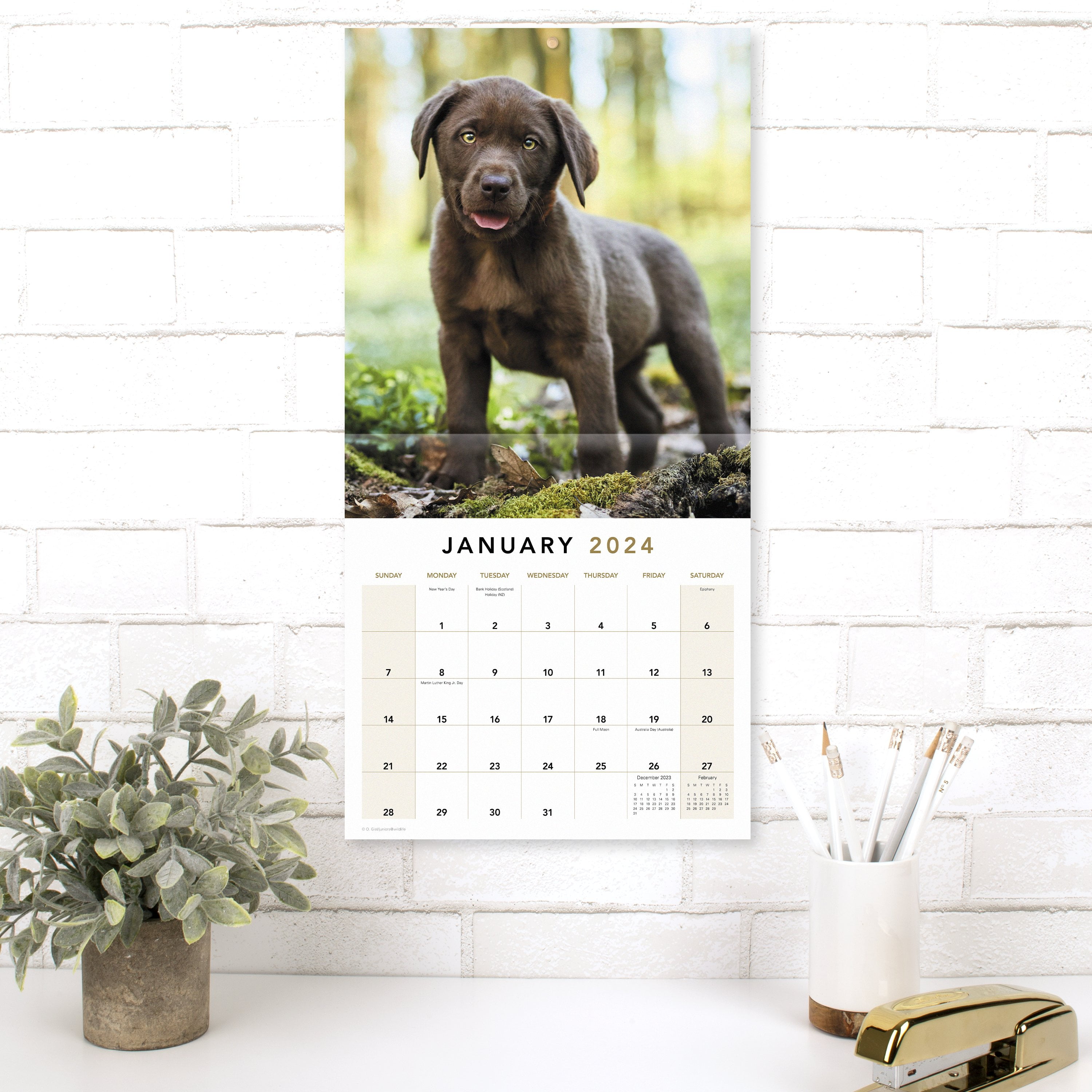 Puppies 2024 Monthly Wall Calendar 12 x 12 - Wall Calendars