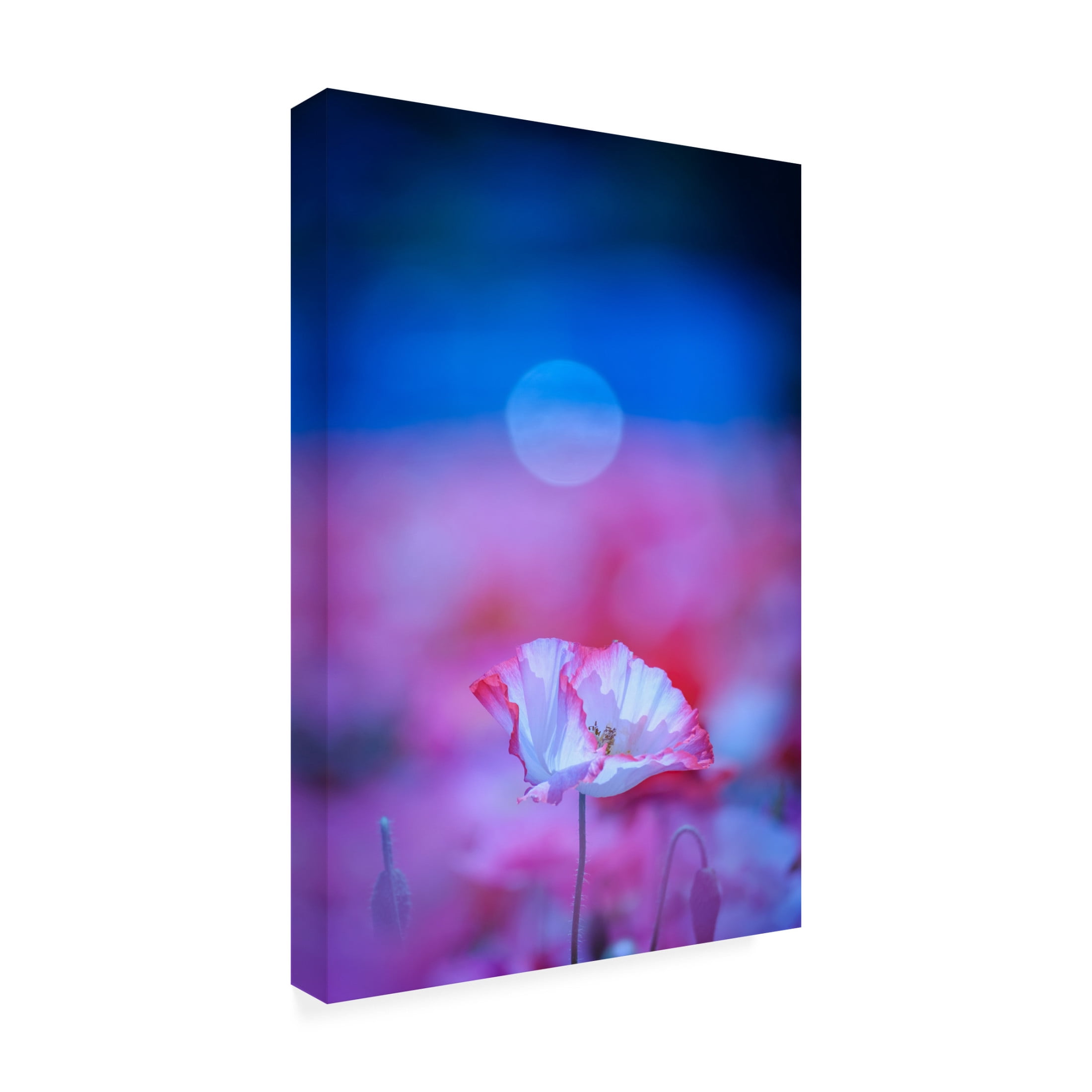 Trademark Fine Art Chisho Nakada  Pink Flowers Canvas Wall Art