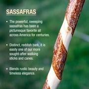Brazos Rustic Wood Walking Stick, Twisted Sassafras, Traditional Style Handle, for Men & Women, 48