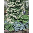 thumbnail image 1 of 50 JAPANESE HYDRANGEA VINE White Flower Schizophragma Hydrangeoides Seeds, 1 of 10