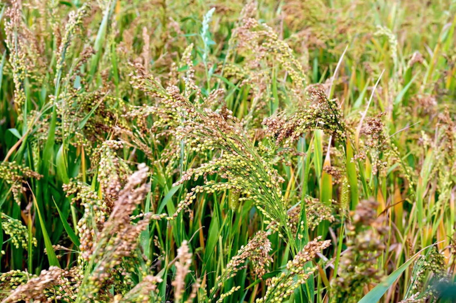 millets-all-you-need-to-know-about-these-grains-pristine-organics