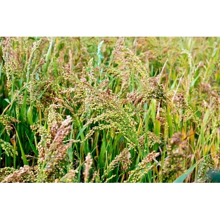 App 5000+ seeds -White Proso Millet -Forage crop -ground cover - erosion control- all zones- super fast grower! Grow Bird (Best Instagram Crop App)